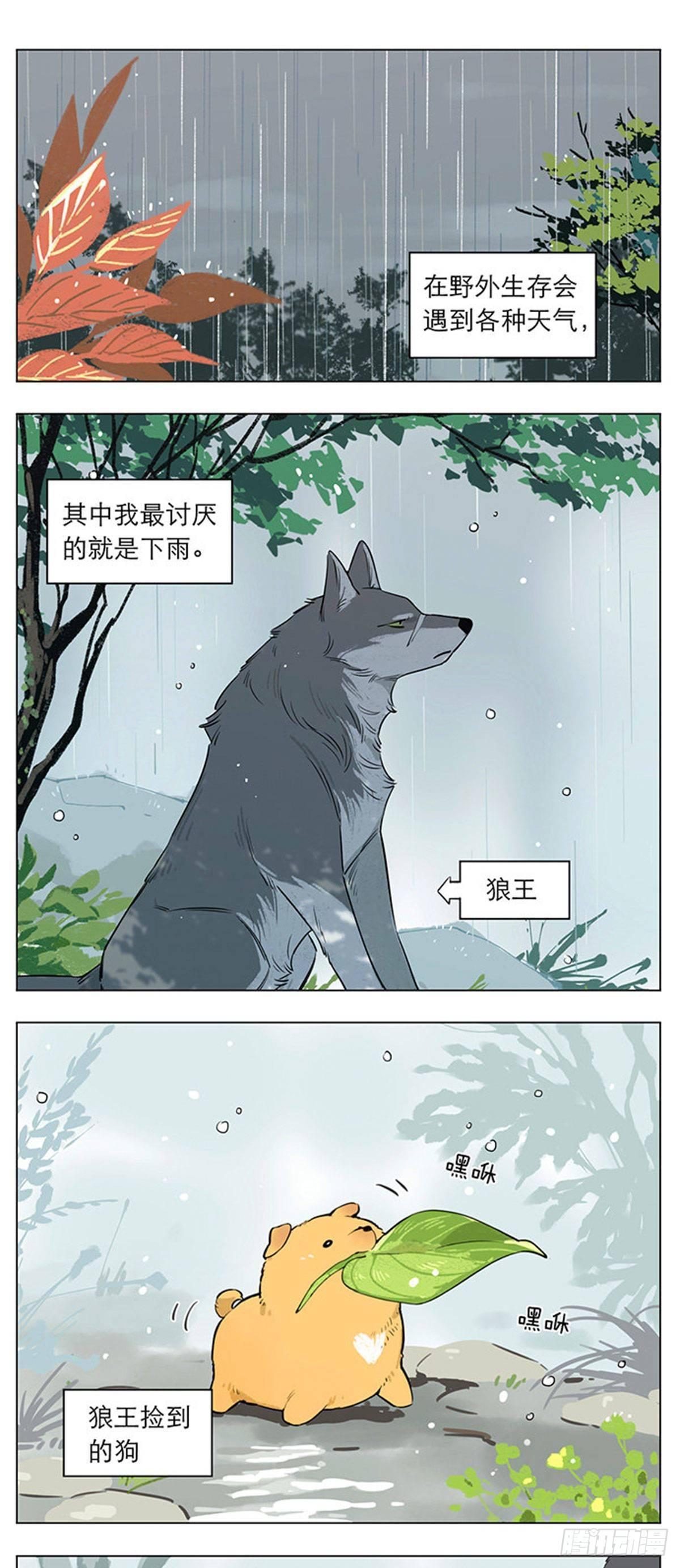 捡了东西的狼漫画,下雨天的狼王1图