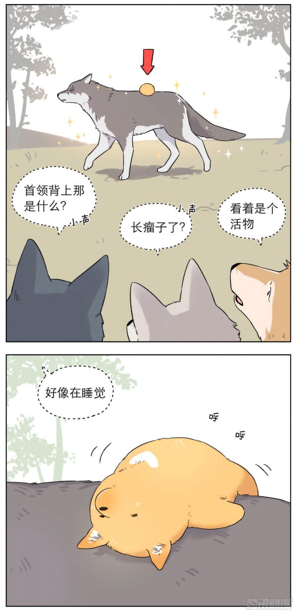 捡了东西的狼吧唧漫画,狼群里的小弟们 ​​​2图