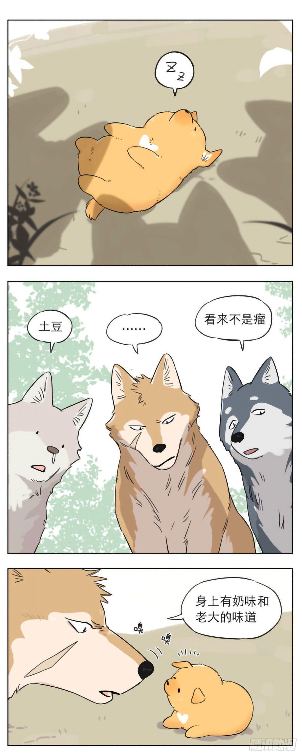 捡了东西的狼漫画,狼群里的小弟们 ​​​1图