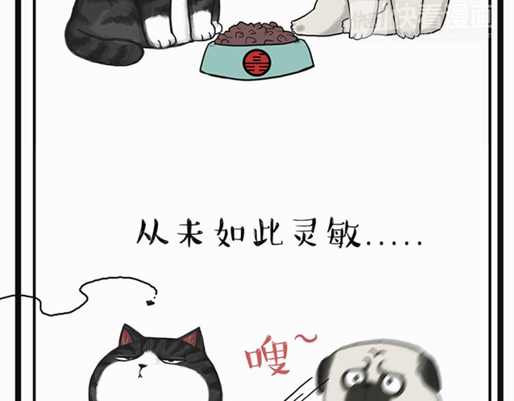 吾皇巴扎黑漫画,第35话 偷吃的鼓手巴扎黑2图