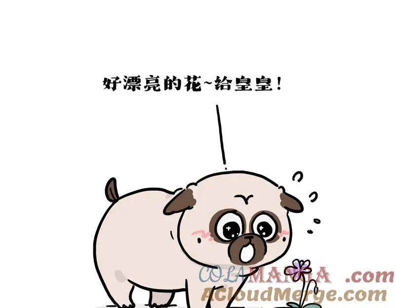吾皇巴扎黑漫画,第417话 帅哥你谁1图