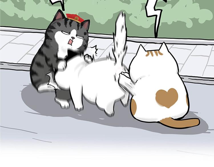 吾皇巴扎黑漫画,第277话 猫斗猫2图