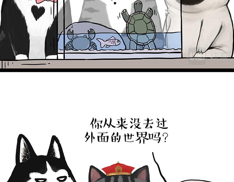 吾皇巴扎黑牛能漫画,第298话 龟与狗与世界2图