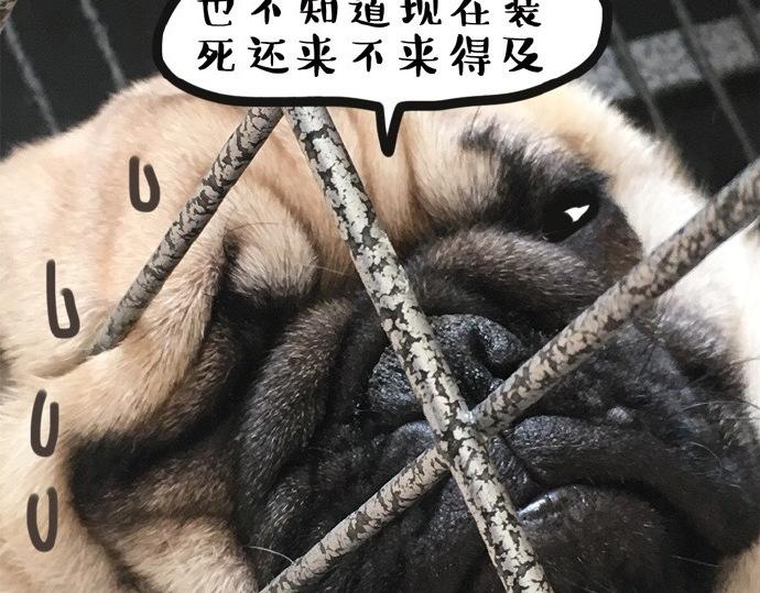 吾皇巴扎黑漫画,第26话 犯错你会卖萌求原谅吗2图