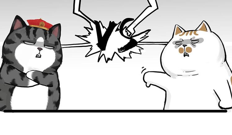 吾皇巴扎黑漫画,第277话 猫斗猫1图