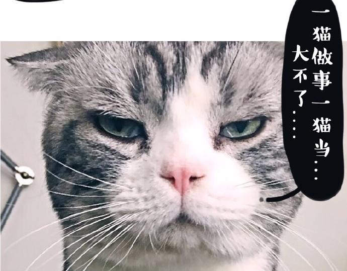 吾皇巴扎黑漫画,第26话 犯错你会卖萌求原谅吗2图