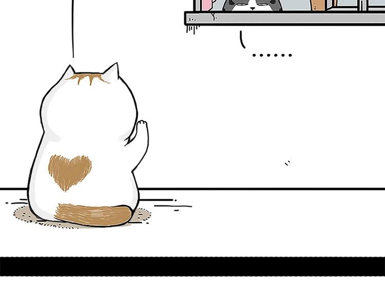 吾皇巴扎黑漫画,第167话 猫王争霸赛1图