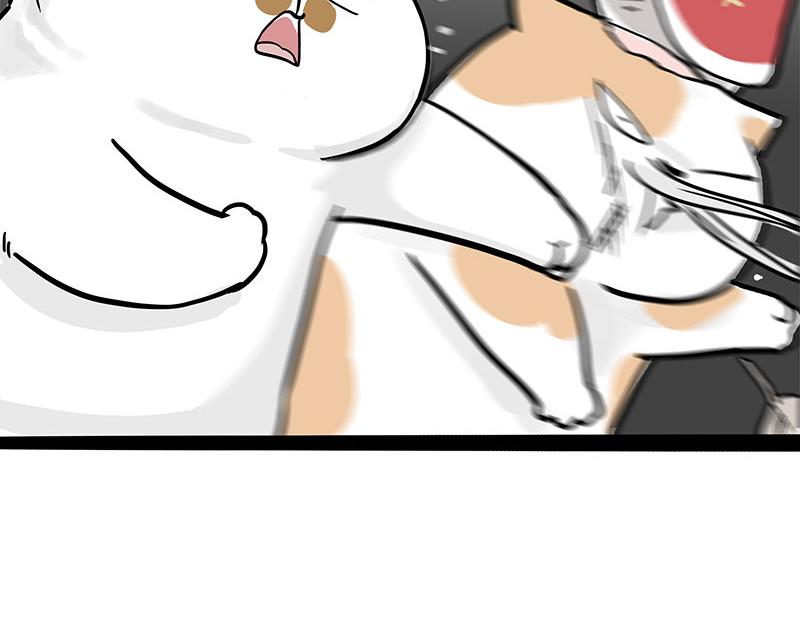 吾皇巴扎黑漫画,第320话 猫孵鱼2图