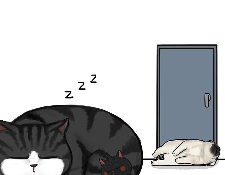 吾皇巴扎黑漫画,第51话 猫和狗的待遇就是不同2图