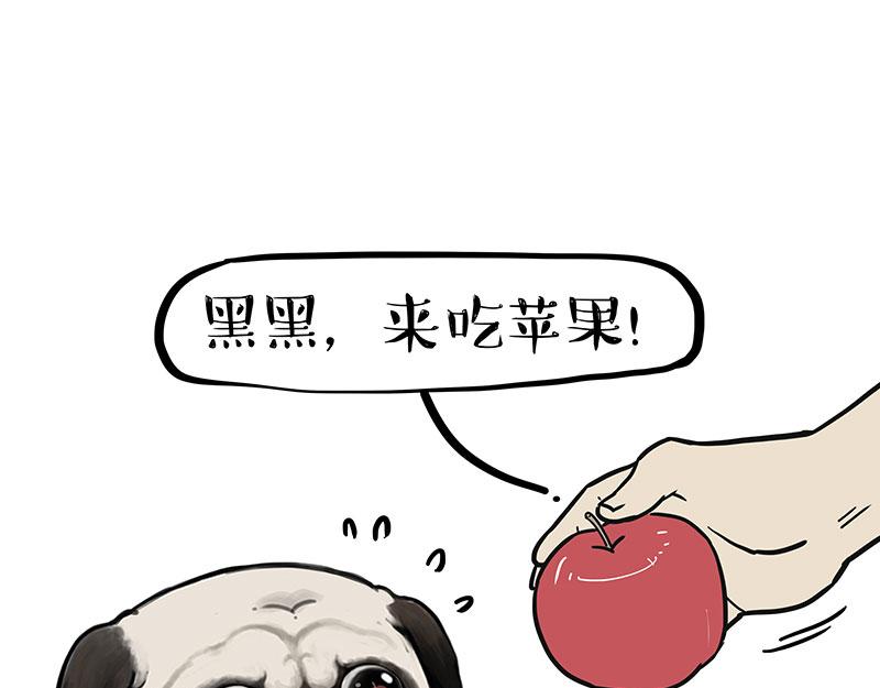 吾皇巴扎黑漫画,第394话 养狗指南2图