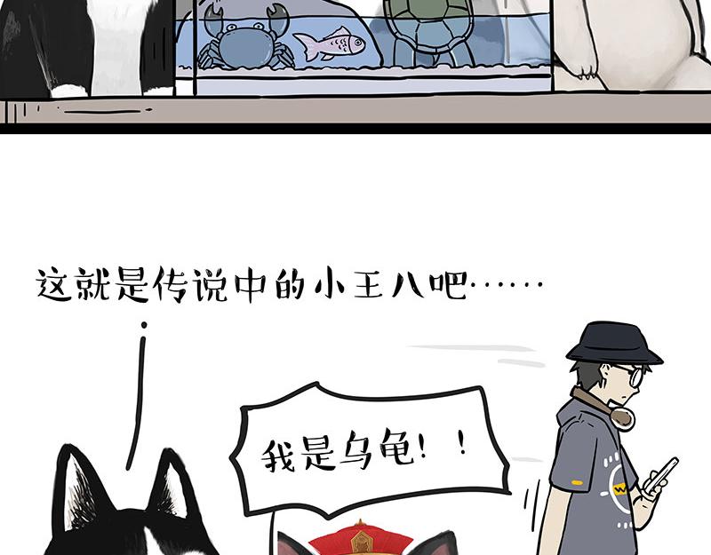 吾皇巴扎黑漫画,第298话 龟与狗与世界1图