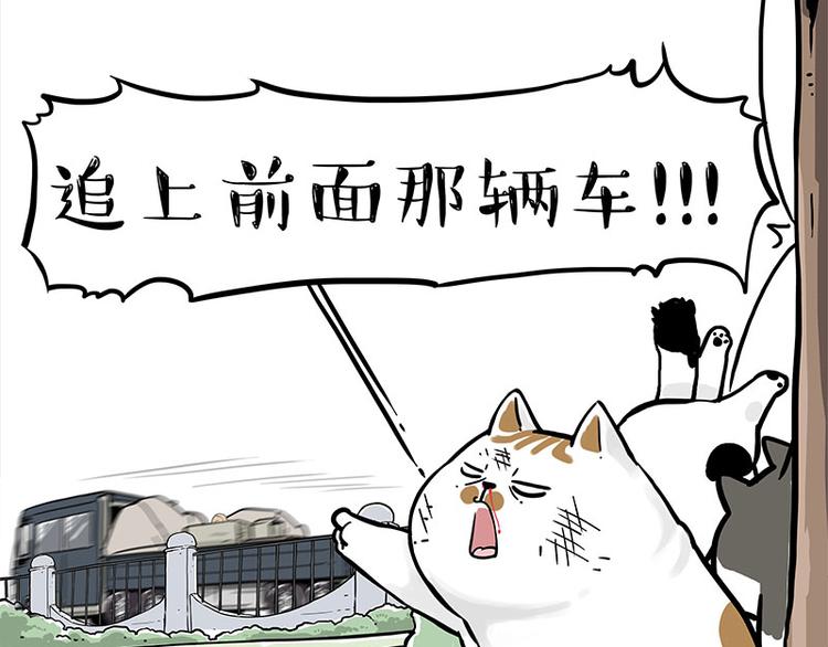 吾皇巴扎黑漫画,第271话 进击的流浪猫！1图