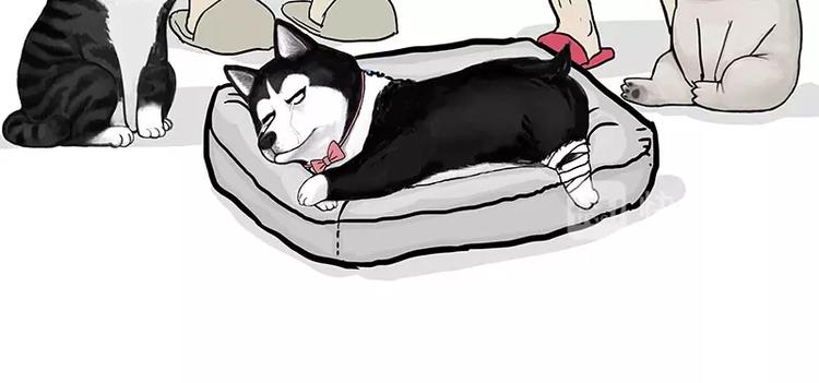 吾皇巴扎黑漫画,第160话 最差的一届哈士奇！1图