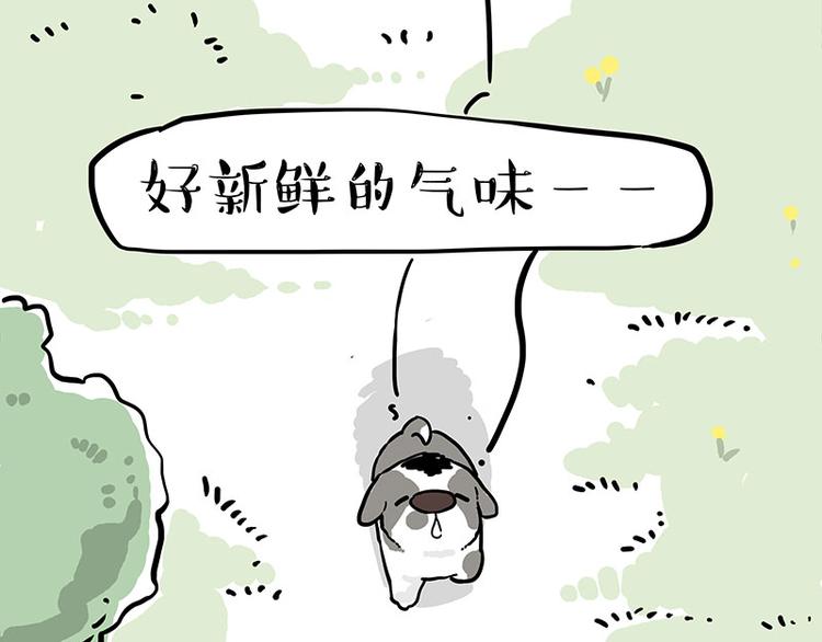吾皇巴扎黑漫画,第270话 胖老猫你个大骗子！1图