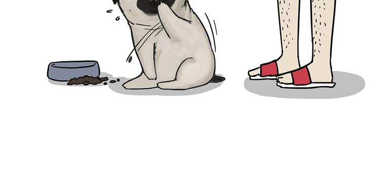 吾皇巴扎黑漫画,第51话 猫和狗的待遇就是不同2图