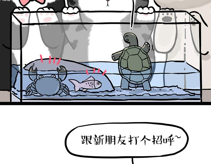 吾皇巴扎黑牛能漫画,第299话 真假虚实1图