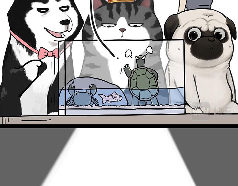吾皇巴扎黑漫画,第298话 龟与狗与世界2图