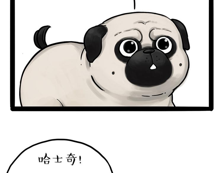 吾皇巴扎黑漫画,第207话 巴扎黑丢了？！1图