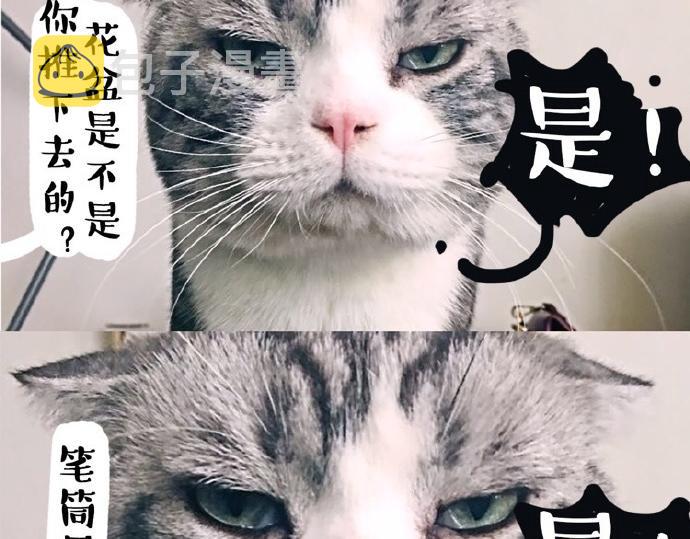 吾皇巴扎黑漫画,第26话 犯错你会卖萌求原谅吗2图