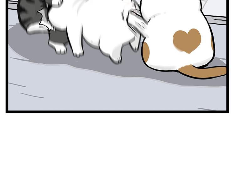 吾皇巴扎黑漫画,第277话 猫斗猫2图