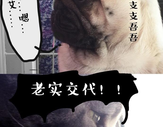 吾皇巴扎黑图片漫画,第26话 犯错你会卖萌求原谅吗1图