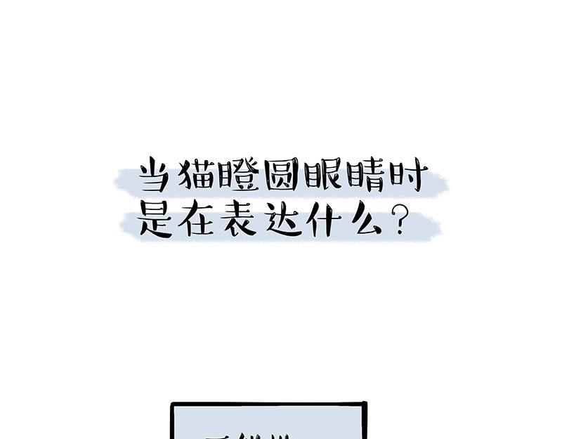吾皇巴扎黑漫画,第309话 不妙小喵招2图