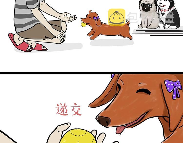 吾皇巴扎黑漫画,第155话 狗之礼仪1图
