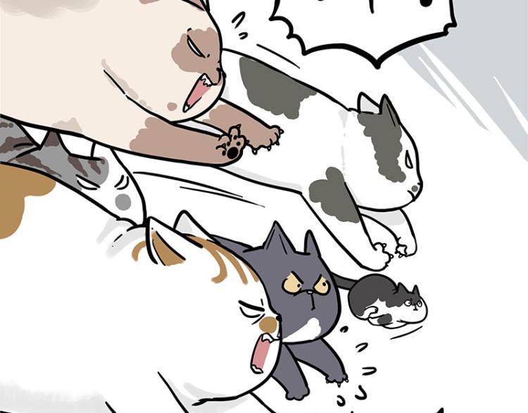 吾皇巴扎黑漫画,第290话 凶恶猫猫组织1图