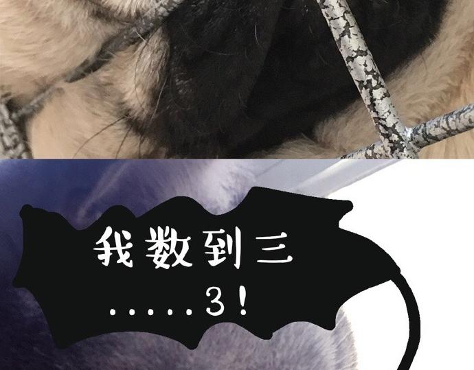 吾皇巴扎黑漫画,第26话 犯错你会卖萌求原谅吗1图