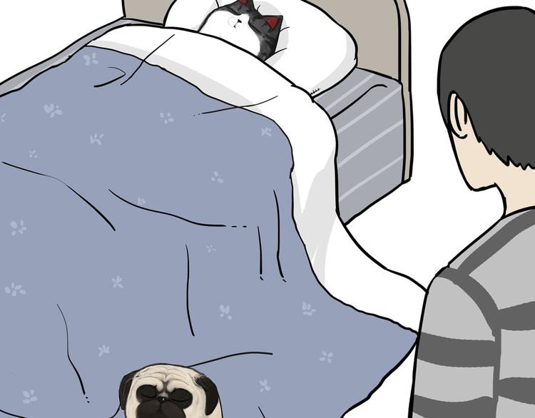 吾皇巴扎黑漫画,第44话 日常坑狗，却猫前屈膝2图