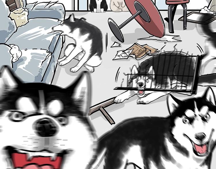 吾皇巴扎黑漫画,第194话 生活不易，猫狗打工1图