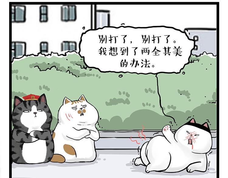 吾皇巴扎黑漫画,第277话 猫斗猫1图