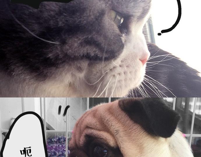 吾皇巴扎黑图片漫画,第26话 犯错你会卖萌求原谅吗2图