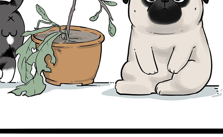 吾皇巴扎黑超话漫画,第210话 巴扎黑是最委屈的狗1图