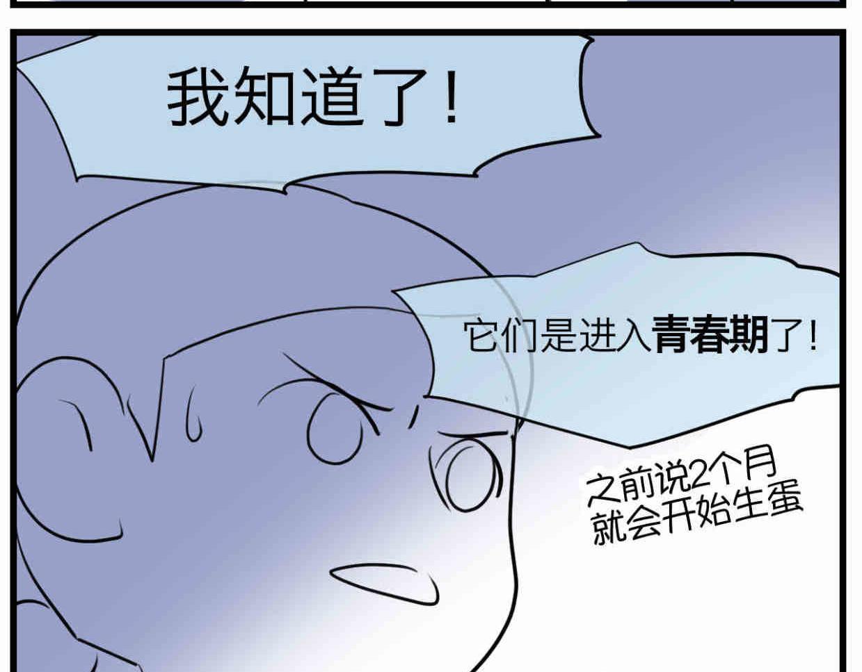 第一次做妈妈漫画,114.小鸡的死因1图