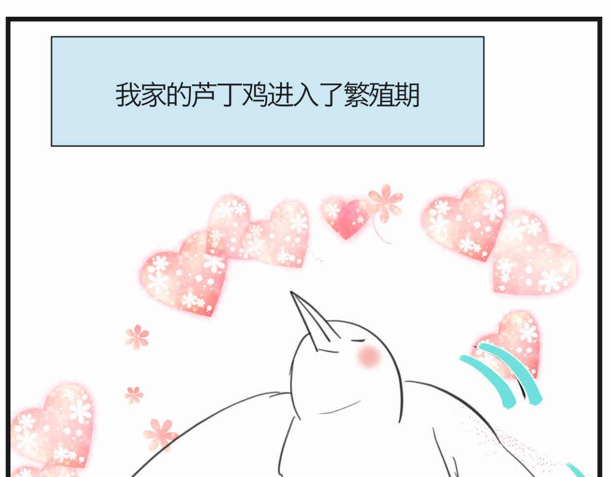 第一次做妈妈漫画,119.小鸡的爱情2图