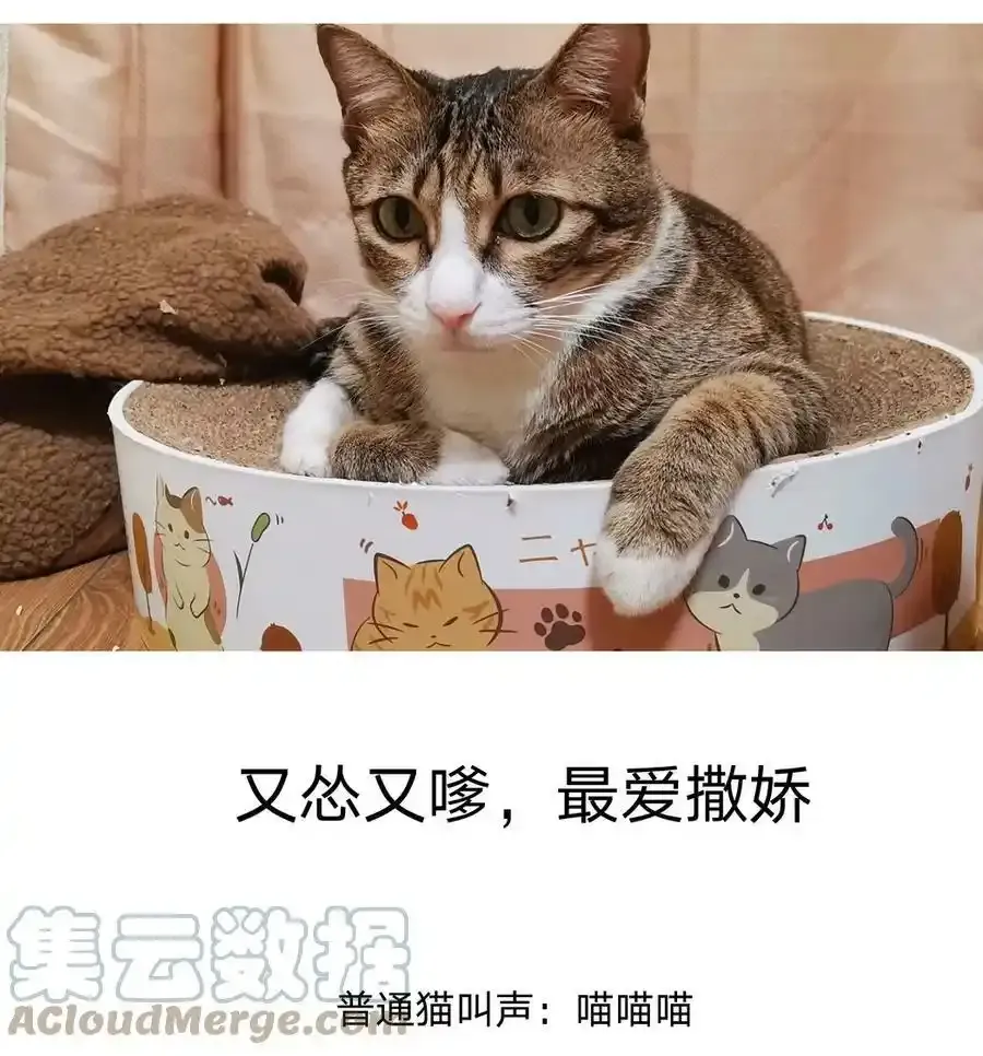 别对我表白漫画下拉式免费漫画,猫猫 请假条1图