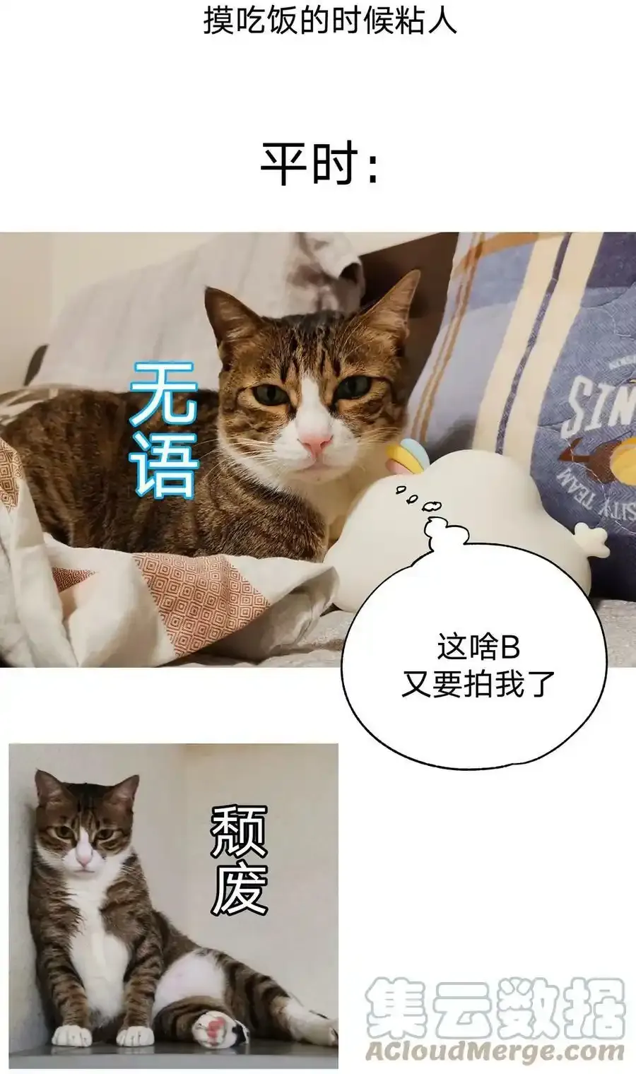 别对我表白漫画奇漫屋漫画,猫猫 请假条1图