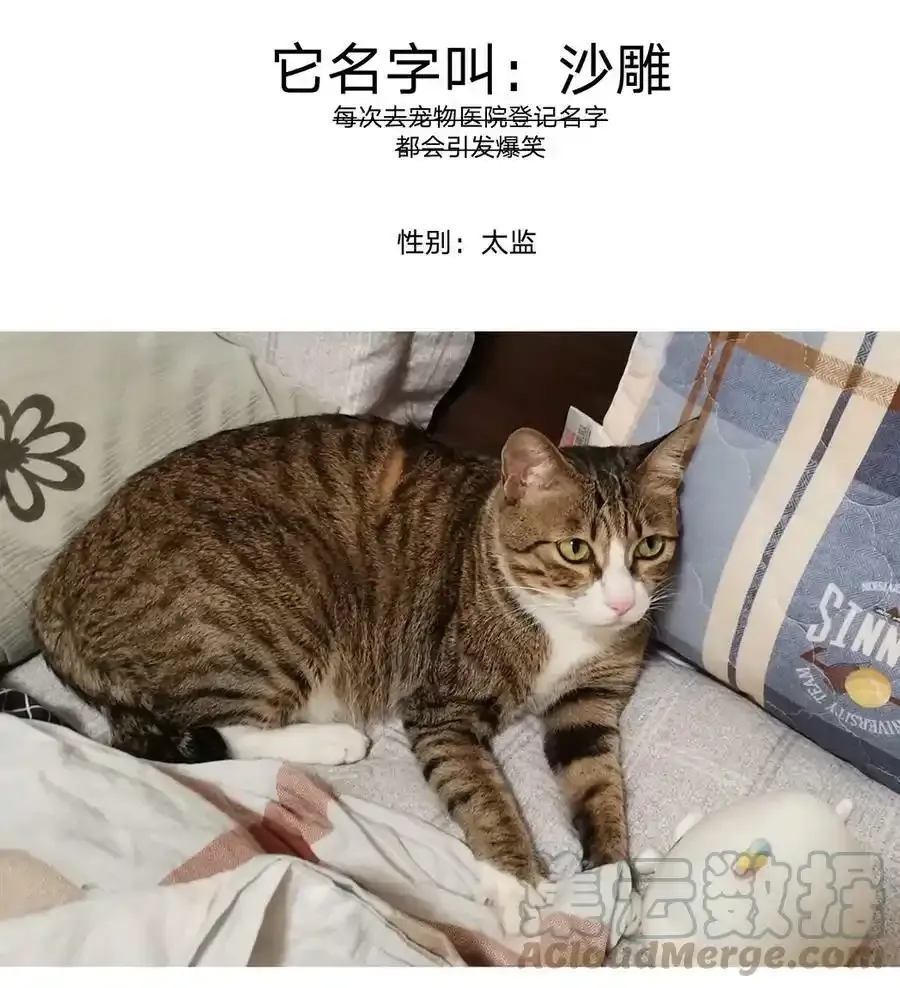 别对我表白全集漫画,猫猫 请假条2图