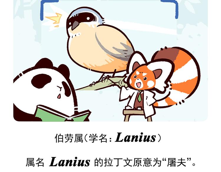 胖达熊猫棒球漫画,第53话1图