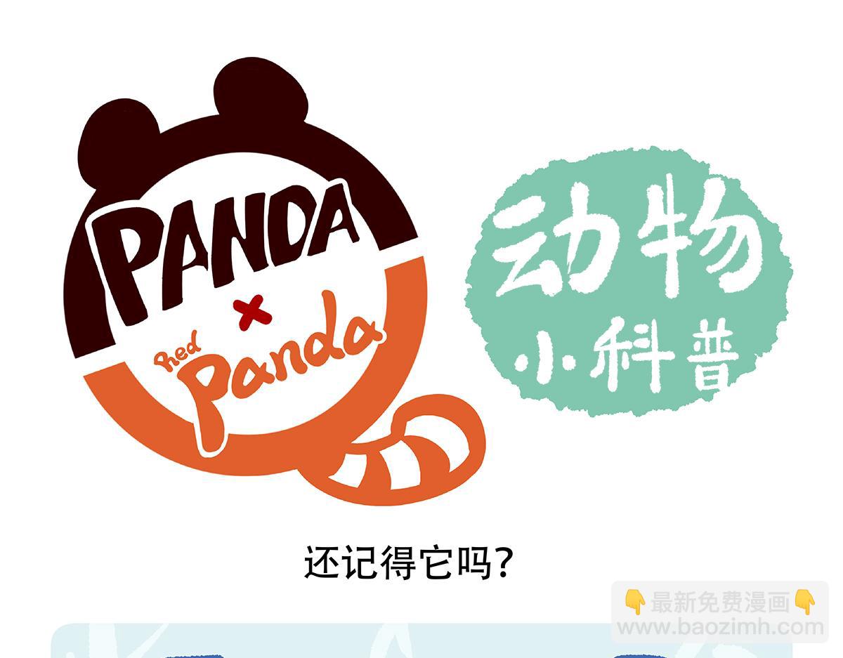 胖达熊猫棒球漫画,第105话2图