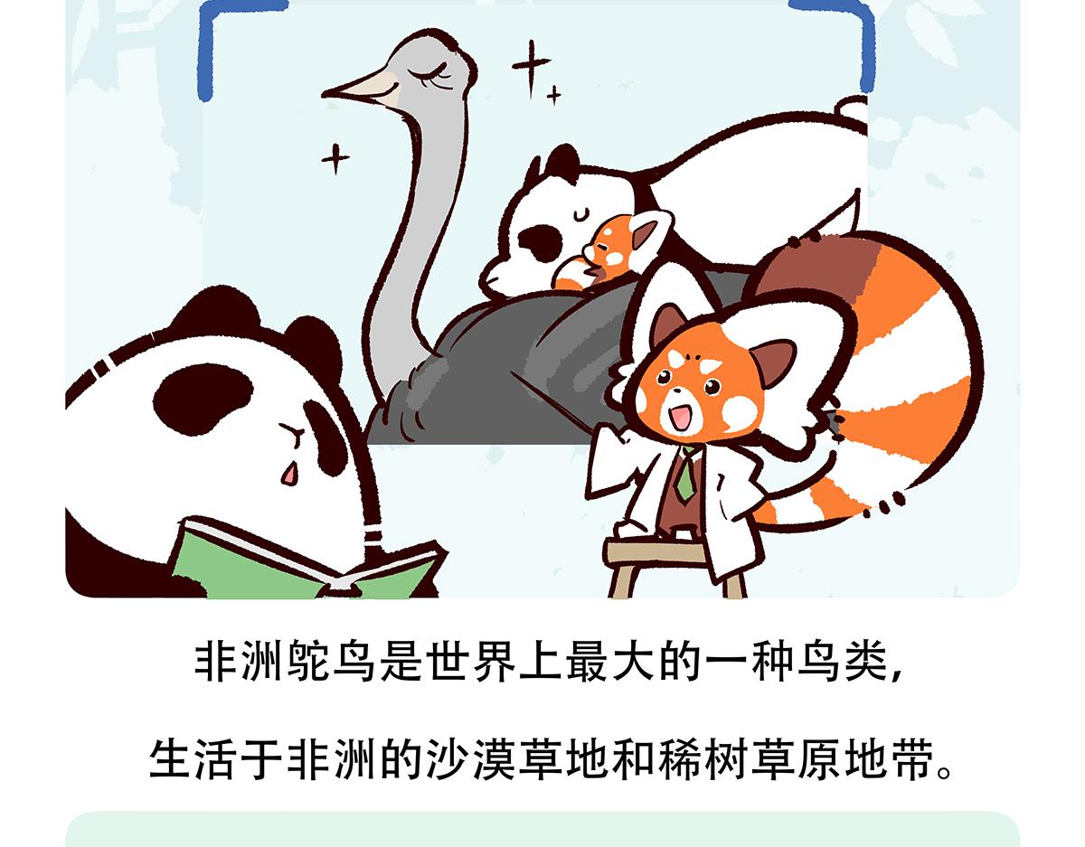 胖达熊猫棒球漫画,第102话2图