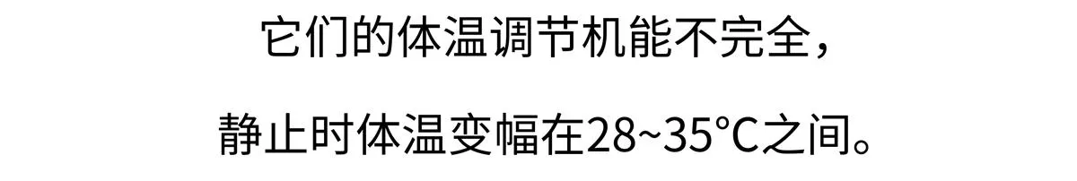 胖达熊猫棒球漫画,第212话2图