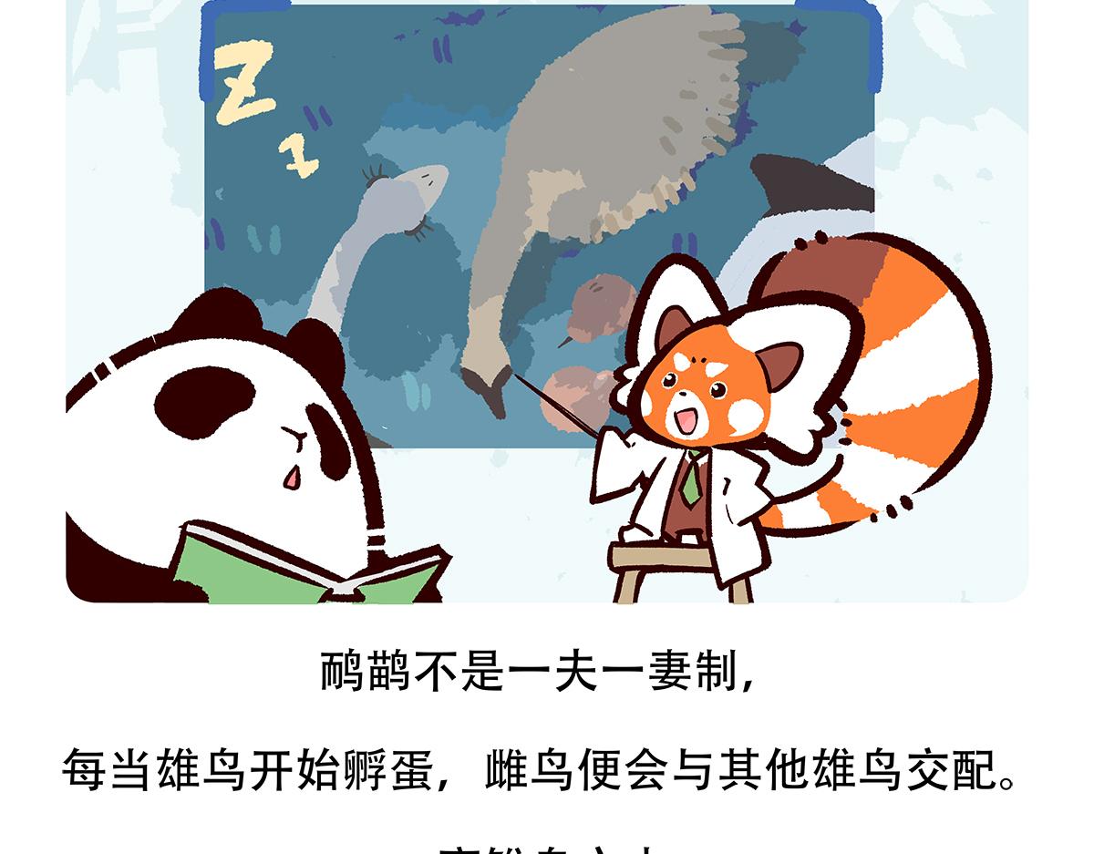 胖达熊猫棒球漫画,第106话2图