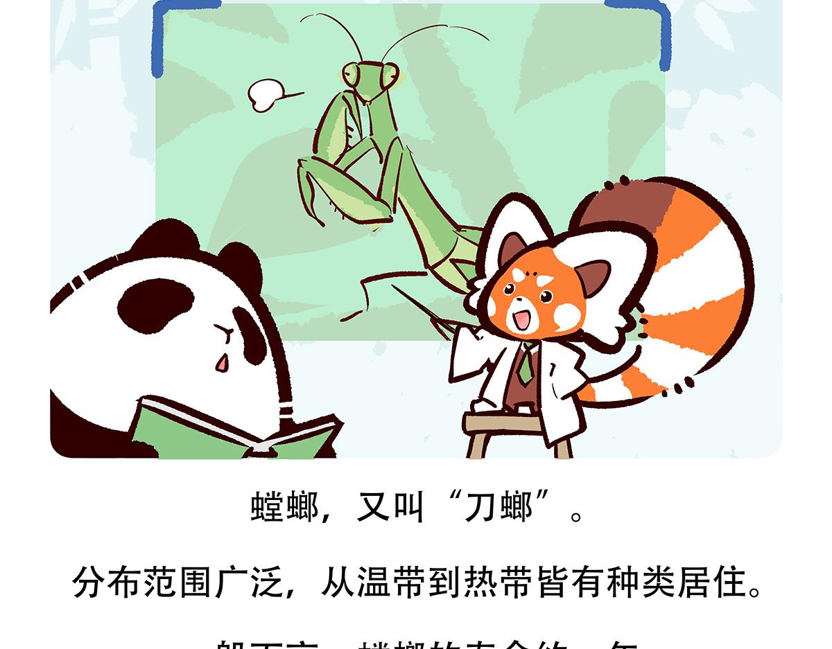 胖达熊猫棒球漫画,第133话2图
