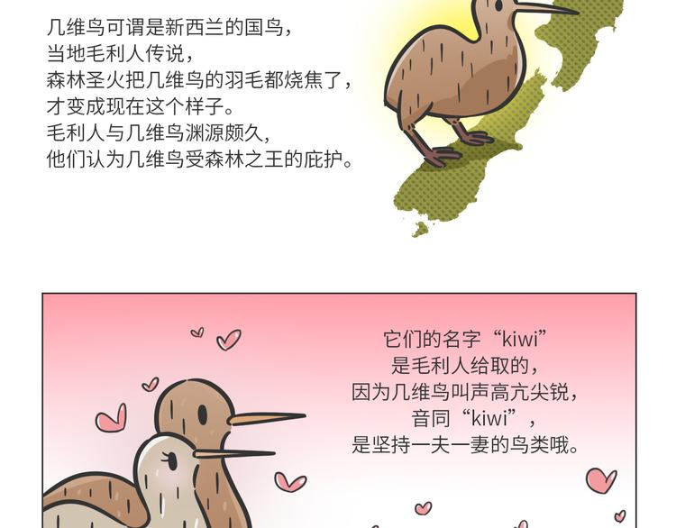 熊猫君和黄逗菌可持续生活志第二季漫画,科普番外——新西兰的几维鸟2图