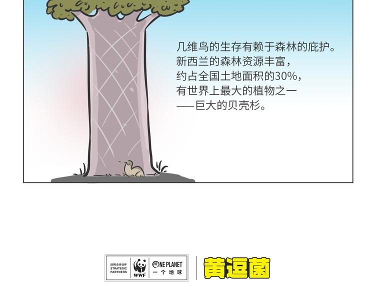 熊猫君录播漫画,科普番外——新西兰的几维鸟2图