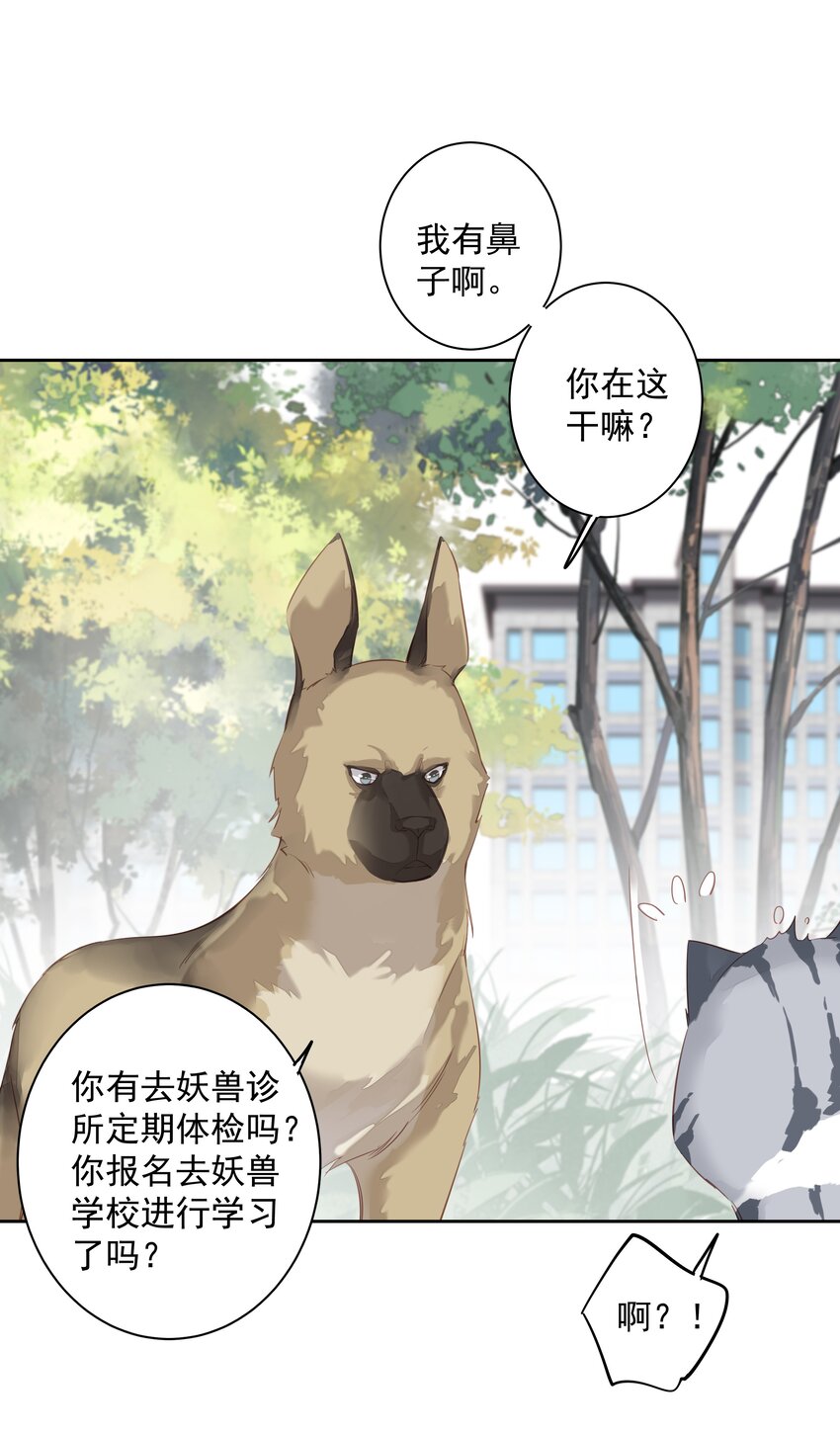 早期驯服大猫的珍贵资料漫画,047白玉狸去上学1图