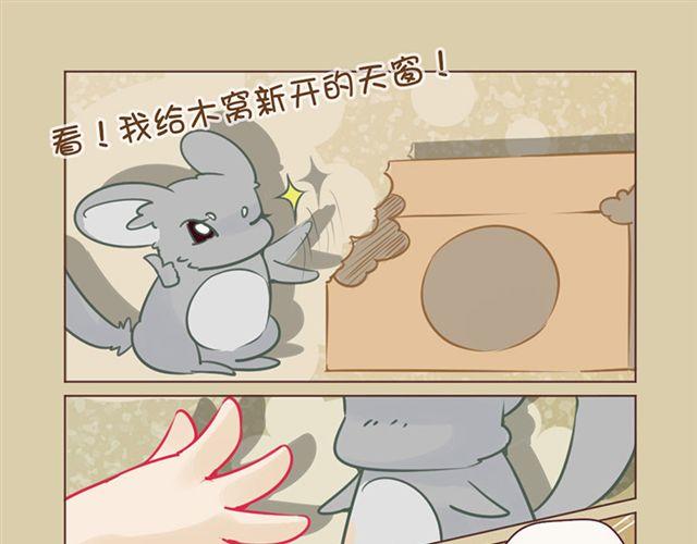 我家龙猫二三事作者漫画,第7话 啃啃啃1图