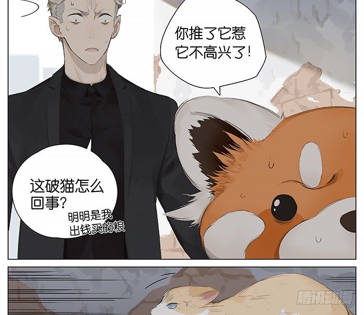 请叫我小熊猫漫画,流浪猫1图